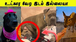 தல மேல தான் உட்காருவியா 😂 | அமிதாப் மாமாக்கு கோவம் வந்துருச்சு 🤣