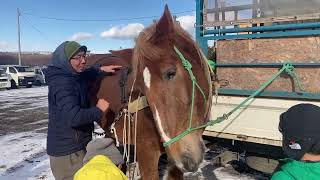 厚真町で馬搬を見る