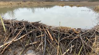 Beaver Dam Collapse A Sudden Wall of Water Released