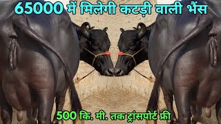 65000 में खरीदो कटड़ी वाली भैंस!!! 6 अच्छी नसल की भैंस बिकाऊ। 6 Top breed Buffalos for sale