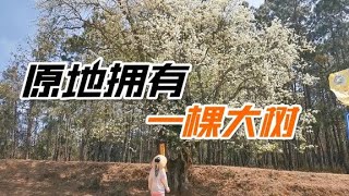 立即拥有一棵大树的秘密：高压繁殖法【泡泡的梦想家园】