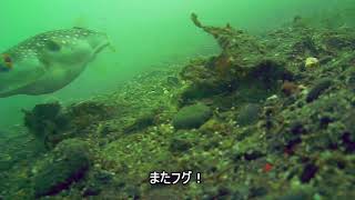 2018年5月12日　静岡県 用宗港～ダンゴに集まる魚たち～