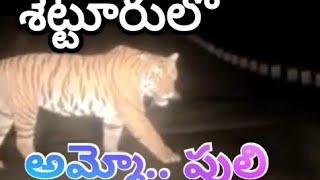 అమ్మో పులి #setturu #tiger