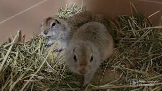 ポンポンと花子Hanakoとウサコの日常。#小動物 #かわいい #リチャードソンジリス #ground #ジリス #リス #もふもふ #ウサギ