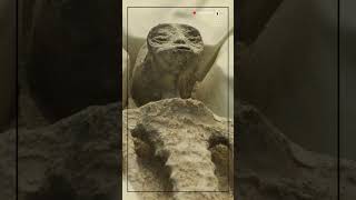 Mexico Congress reveals 1,000 year old 'alien corpses' 👽#shorts #mexico #alien #aliens #hearing #nvn