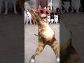 Cute Dog and Cat Dance 🐶🙀😂