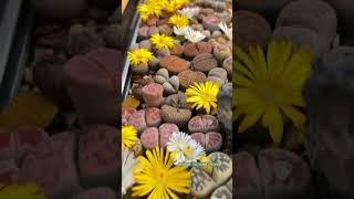 Beautiful lithops flower | 多肉植物| 다육이들 | Suculentas