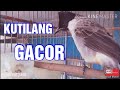 Suara burung kutilang gacor isian - jamin nyaut kutilang manapun