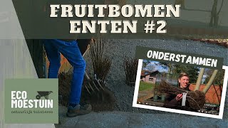 Fruitboom onderstammen