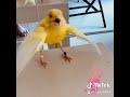 dancing canary video 1