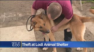 Thieves Steal From Lodi Animal Shelter