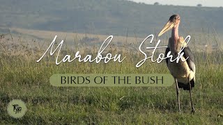 The Marabou Stork l Birds of the Bush l EcoTraining