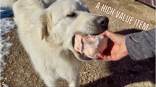 Giving Out Beef Bones to My 9 Big Dogs (Pack Dynamics)