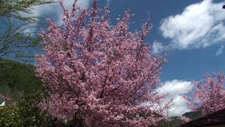 紅粉佳人.武陵櫻花驚豔連連! Taiwan Sakura Wuling Farm