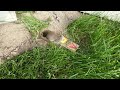 vole trap