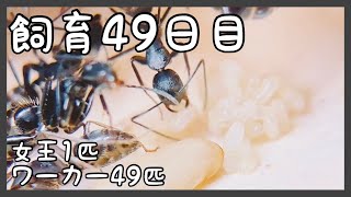 178【蟻の観察】赤ちゃんも毛繕いしてもらっています。【2代目・飼育49日目】