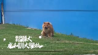 鬆獅犬訓練基礎教育課程