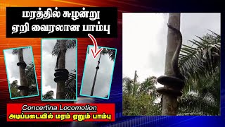 மரத்தில் சுழன்று ஏறி வைரலான பாம்பு ! |Concertina Locomotion அடிப்படையில் பாம்புகள் மரம் ஏறும்பாம்பு!