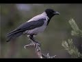 🦜uccelli di campagna e zone collinari versi 2 di 2