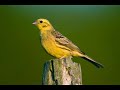 🦜uccelli di campagna e zone collinari versi 2 di 2