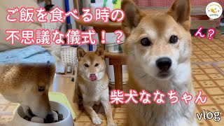 【ご飯前の儀式！？】ごはんの時　待て！て言うと・・・／柴犬ななちゃん不思議さん／八ヶ岳山麓の暮らし