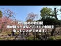 weeping plums and fallen camellias are splendid. jonangu shrine in kyoto city