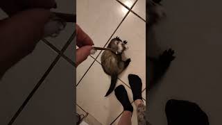 My Ferret Otto getting a Treat