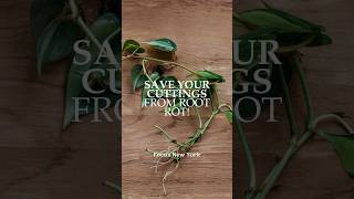 Save Your Cuttings from Root Rot by Focus New York  #plants #plantpropagation