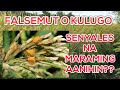 70% lang ang Tyangsang Maagapan? |  Rice False Smut o Kulugo sa Palay