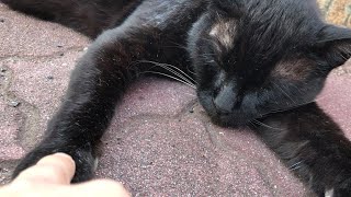 超眠そうな黒猫をツンツンしてみたら…。公園地域猫動画 japanese cat videos