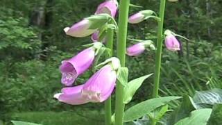 Poison Plants series- Foxglove 1.wmv