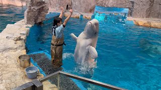 2025/01/19 ベルーガのトレーニング【全頭参加編】@名古屋港水族館