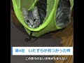 ぬこにメロメロになる時best5 cat 猫のいる暮らし