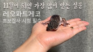 11월만 되면 가장 많이 받는 질문 한 가지를 가져왔습니다 (레오파드게코 사육정보)