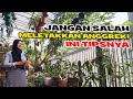 TIPS MENEMPATKAN ANGGREK AGAR SEHAT DAN SUBUR BAGI PEMULA