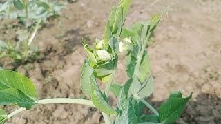 मटर का पौधा | pea plant | matar ki kheti | plants of pea | Amazing New Plant's | mattar