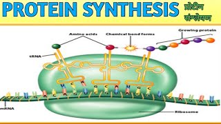 Protein Synthesis/DNA to Protein /प्रोटीन संश्लेषण #proteinsynthesis #protein-sanshleshan