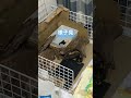 様子見　 癒し動画　 cuteanimals　 イシガメ