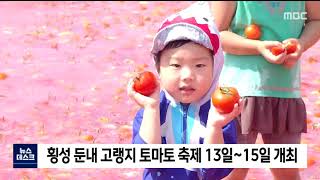 2021. 8. 5 [원주MBC] 횡성) 둔내 고랭지토마토축제 13일 개막