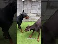 ドーベルマンルイヘミローの日常　 ドーベルマン dobie doberman dobermanpinschers dobermanpinscher 大型犬　 愛犬