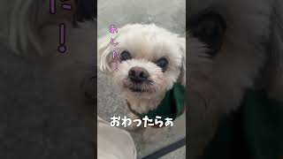 あらためてルーちゃんは食いしん坊【関西弁でしゃべる犬】#344 After all Luke is a glutton 【Dog talking 】 #shorts