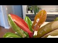 new plant care philodendron prince of orange newplant