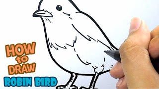 How to Draw Robin Bird