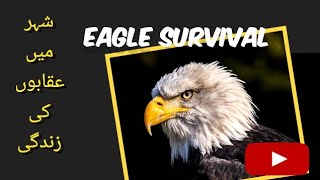 Eagle Survival in Town | Baaz ki Zindagi | Uqab ki zindagi