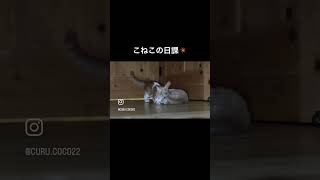 隙あらば取っ組み合い🏁#猫 #ねこ #子猫 #癒し