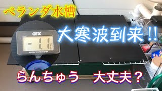 寒波到来‼︎  ベランダ水槽のらんちゅう達は大丈夫か⁈