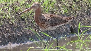 オグロシギ、チョウゲンボウ、セッカ他、荒川河川敷探鳥