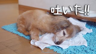 【17歳と15歳老犬カニンヘンダックスVlog】朝方吐いてしまいました。体調心配です。頑張れソラ！