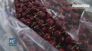 60 mln crates of Chilean cherries destined for China, agriculture minister