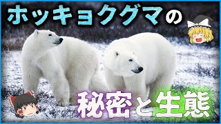 【ゆっくり解説】ホッキョクグマのあまり知られていない生態…。シロクマとの違いについても解説【北極】